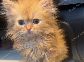 Fluffy Persian 1 girl left