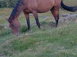 Thoroughbred