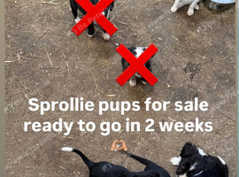 5 sprollie pups left