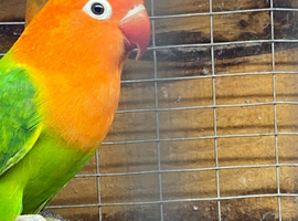 Love bird