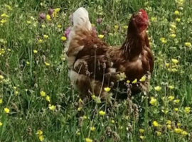 Lohmann brown pol 19wks Caernarfon