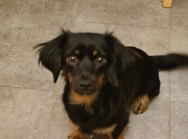 Miniature dachshund puppies