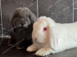 Two Bonded Boys