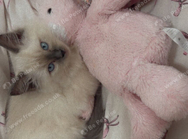 9 week male blue point ragdoll