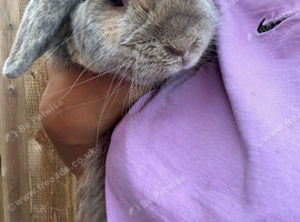 Lovely super friendly boy.