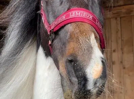 3 year old Friesian x Cob gelding