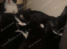 Beautiful male kittens