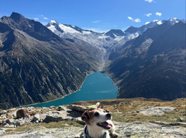 Jack Russell Male