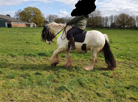 15hh cob gelding
