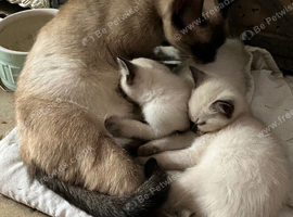Ragdoll cross female kittens.