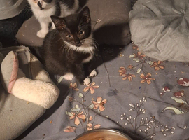 10 week old kittens