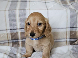Gorgeous long haired mini dachshund