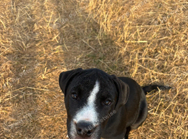Bulldog x collie black and white