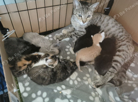 Bengal cross kittens, ready now!