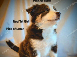 Border Collie Puppies ready now. Red Tri and Black Tri.