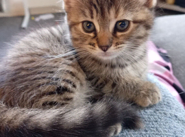 1 female adorable kitten ready now for her forever loving home