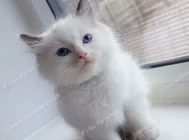 Ragdoll kittens