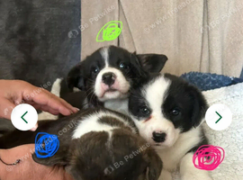 Two stunning puppies of Welsh Corgi Cardigan