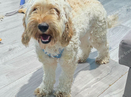 F1 female Cockapoo