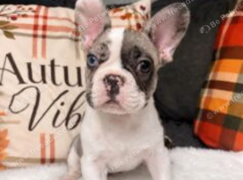 Beautiful French Bulldog Boys