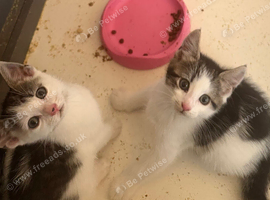 British shorthair cross kittens
