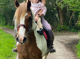 Brown and white coloured mare