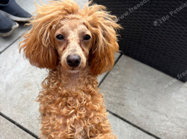 Toy poodle