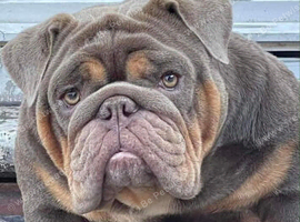 English bulldog puppies