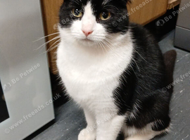 Twin cats one boy unnutered female nurtured
