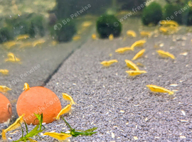 Yellow shrimp &pound;2 each