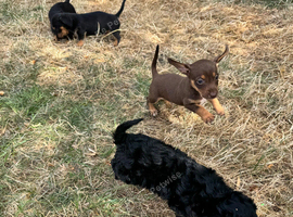 Dachshund x Jack Russell