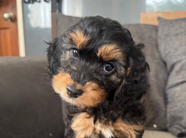 Cockapoo