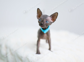 Gorgeous Sphynx Kittens