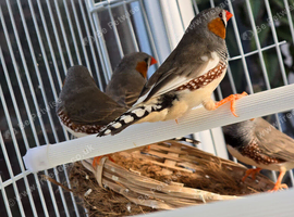 X5 male zebra finches