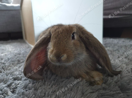 French lop boy looking for a new home