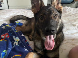 German shepherd puppy