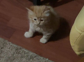 pedigree female kitten 1 left