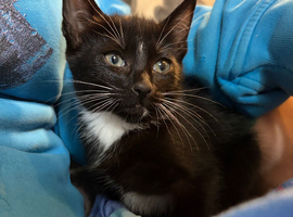 Kittens mixed breed