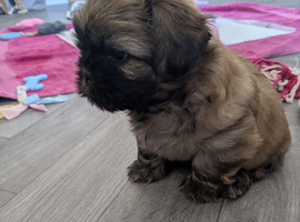Beautiful lhaso apso cross shih tzu puppies looking for their forever home