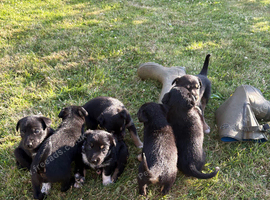 Puppies for sale