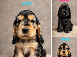 Show type KC Reg Cocker Spaniels from  dna tested parents.