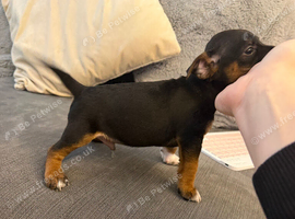 Miniature jack russel pups