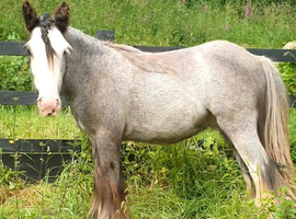 Silver - Sweet Blue Blagdon Cob Yearling Gelding
