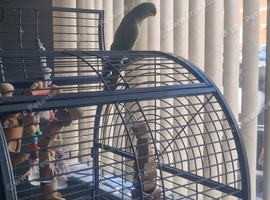 Alexandrian Parrot