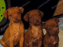 Stunning Patterdale x border terrier pups