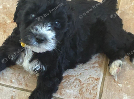 Merle labradoodles