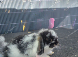 Male mini lops
