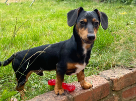 Woody miniature dachshund