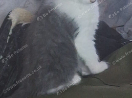 Two stunning female kittens for sale