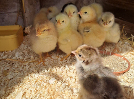 Chicks